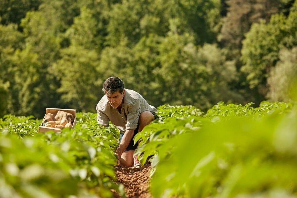 Seguro agrícola para clientes Davivienda