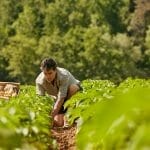 Seguro agrícola para clientes Davivienda